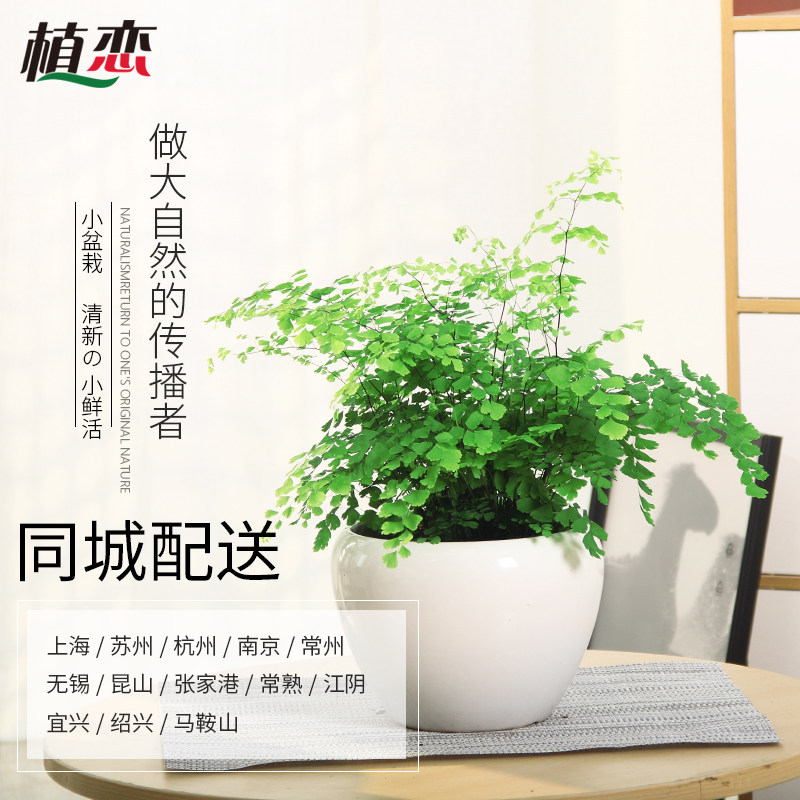 铁线蕨盆栽花卉绿植蕨类植物铁线草室内客厅喜阴净化空气美观杭州