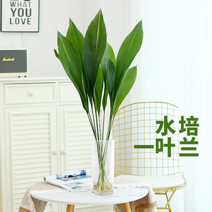 水培植物一叶兰室内绿植盆栽四季常青客厅好养活懒人绿萝桌面花卉