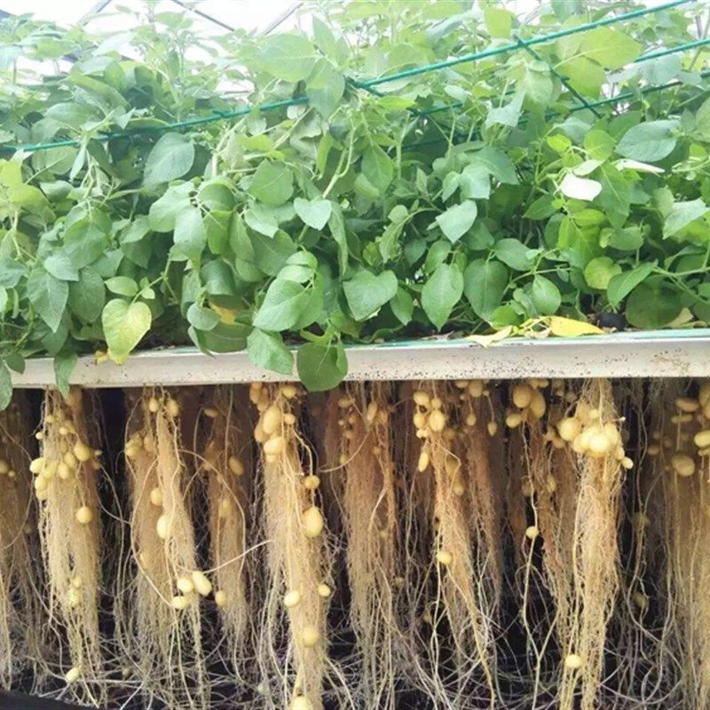 温室大棚水培蔬菜营养液通用植物工厂无土栽培鱼菜共生AB大包套装