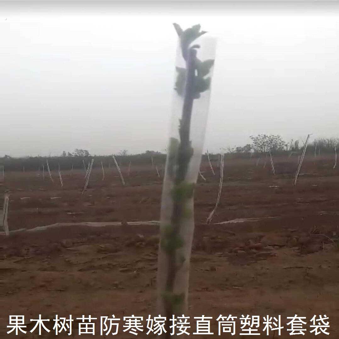 直筒袋子小树苗防冻套袋果木防寒防风嫁接套袋直筒袋塑料发批定制