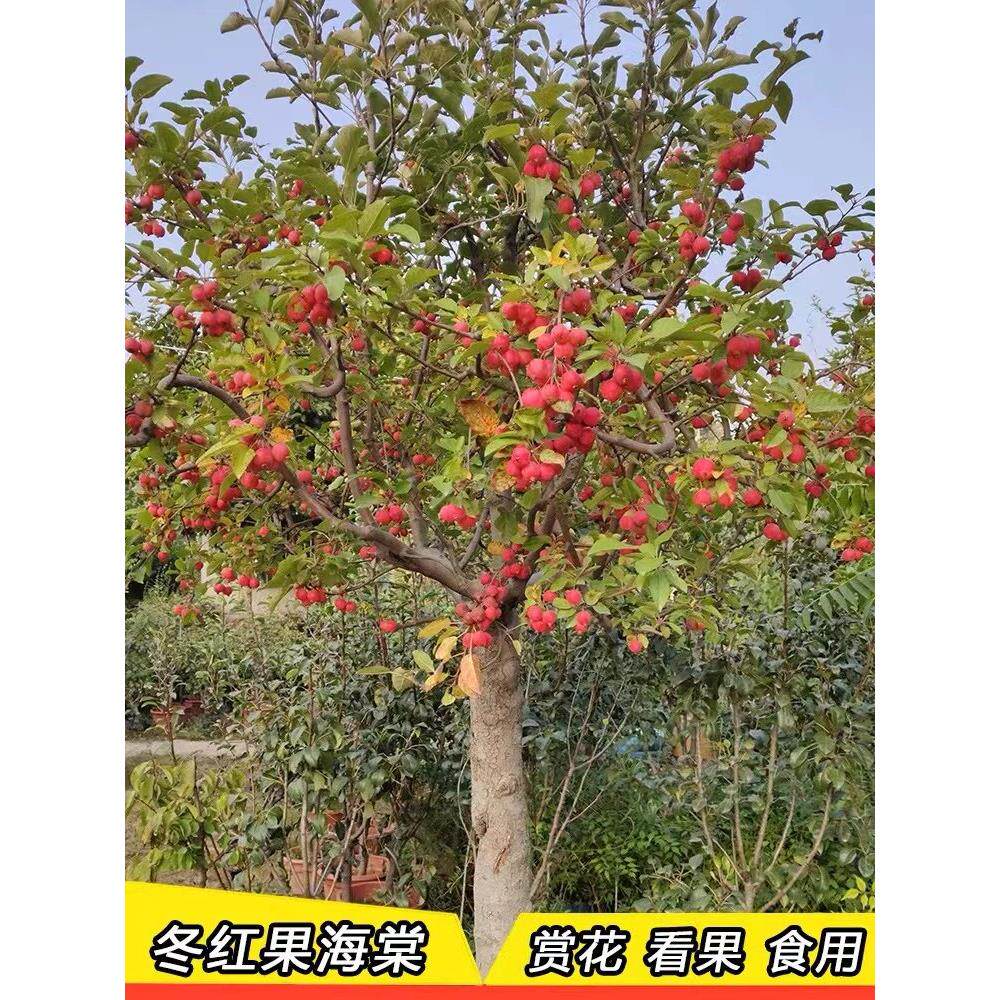 冬红果海棠树苗北方耐寒南方别墅庭院美观