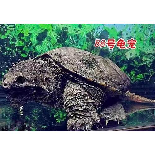 原种佛鳄龟野后爆刺佛鳄龟修长甲大头爆刺佛鳄龟苗