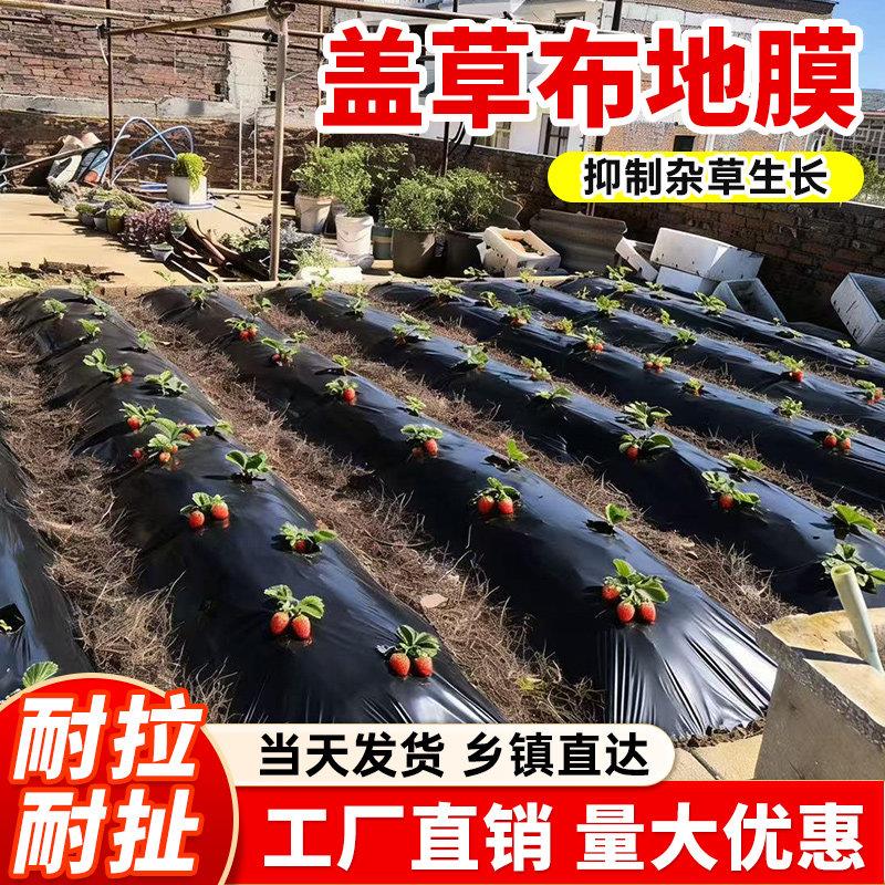 防草膜农用种植加厚黑地膜除草保温保湿黑色塑料大棚薄膜果园耐用