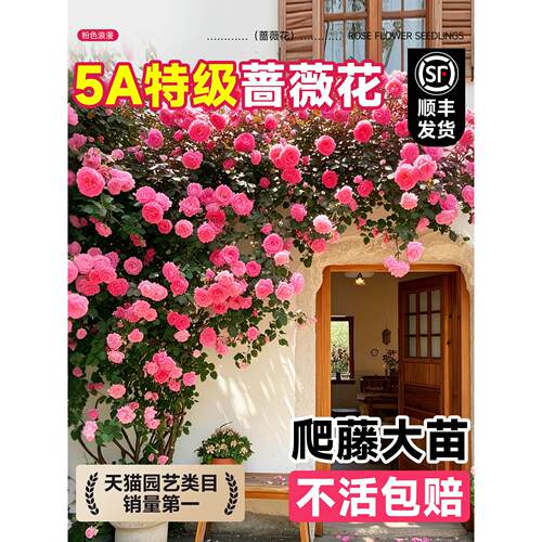 蔷薇花苗藤本月季特大浓香庭院爬藤植物花卉盆栽阳台玫瑰爬墙四季