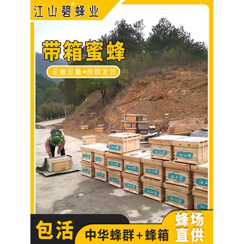 江山碧中华蜜蜂群带箱带王带子脾活框箱全套草莓大棚授粉蜂疗意蜂
