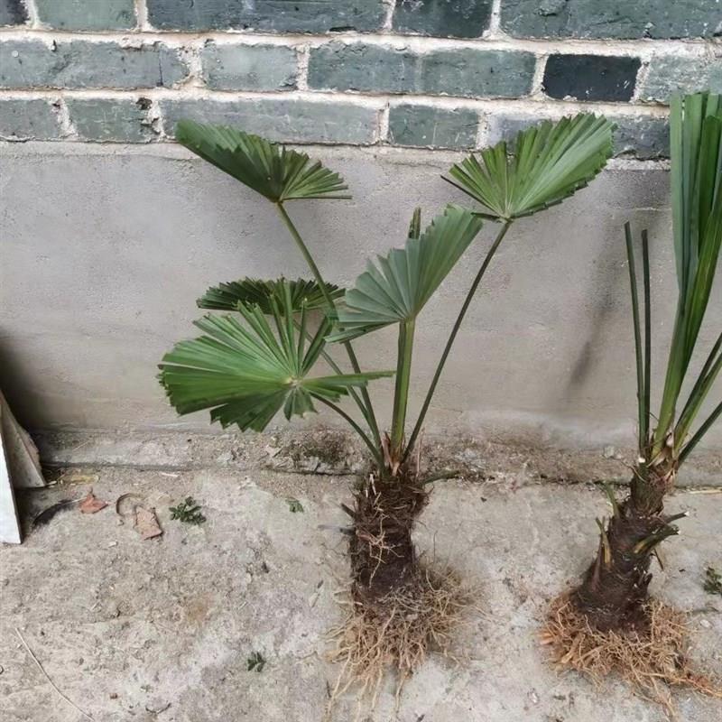棕树苗棕榈树苗棕榈树扇子树葵蒲扇棕竹苗棕榈大树别墅绿植