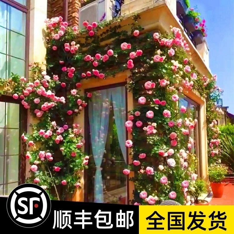 2米左右母系藤本月季大苗蔷薇花苗大花浓香四季开花爬藤庭院围墙