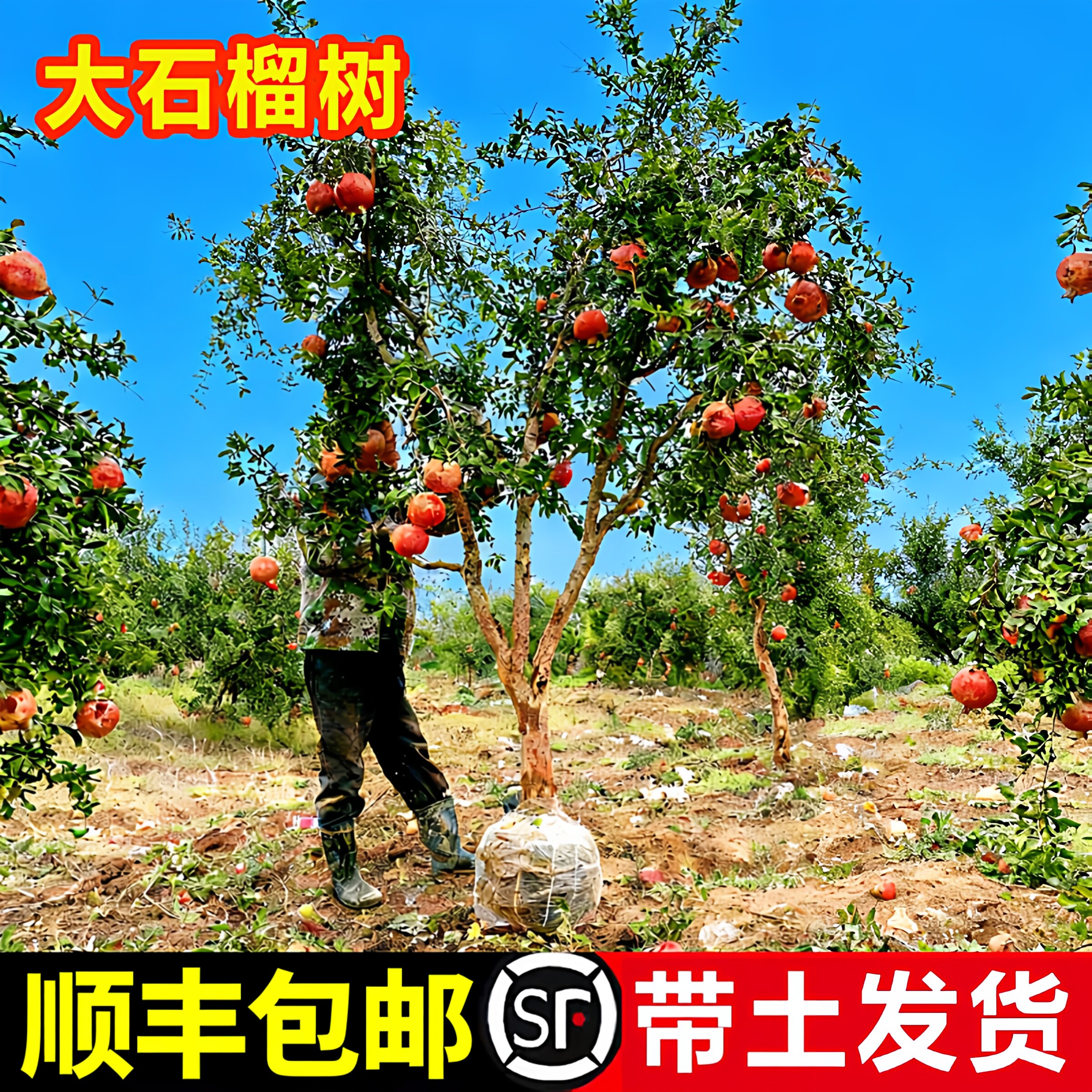特大石榴树苗突尼斯软籽地