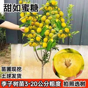 特大蜂糖李子树苗三华脆甜脱骨李庭院果树盆栽地栽大号李子果树苗
