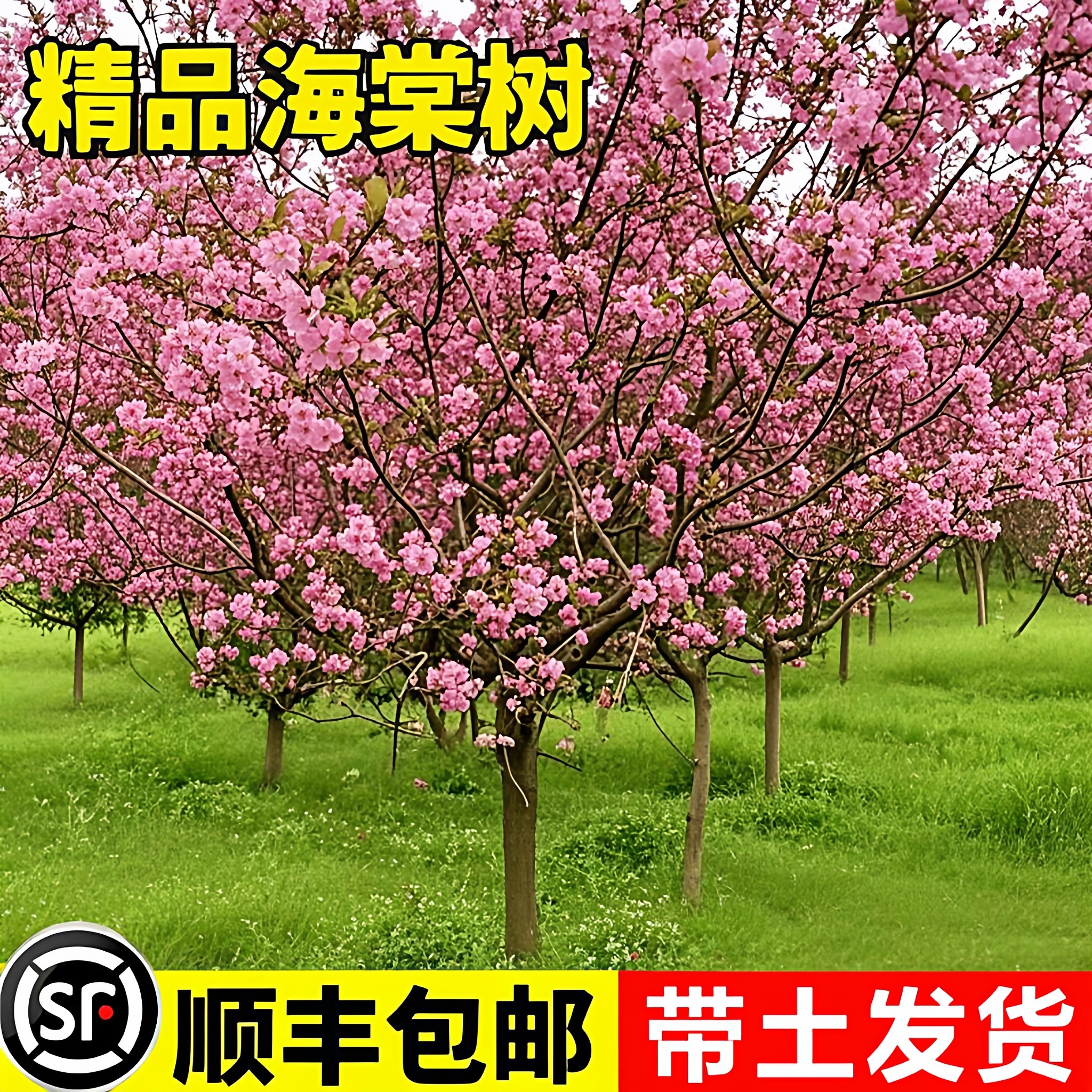 四季海棠花树苗盆栽绚丽西府海棠花庭院阳台耐寒花卉植物垂丝海棠