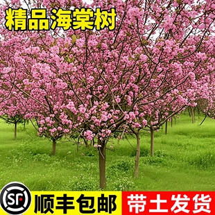 四季海棠花树苗盆栽绚丽西府海棠花庭院阳台耐寒花卉植物垂丝海棠