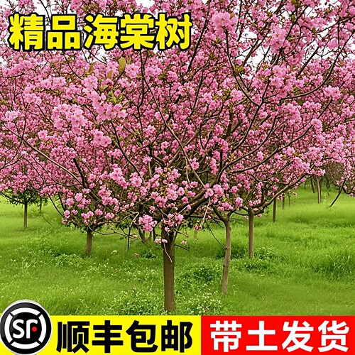 四季海棠花树苗盆栽绚丽西