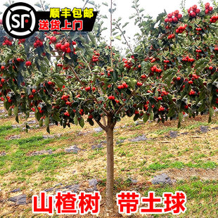 山楂树活苗特大五棱山楂苗南方北方庭院内外盆栽地栽山楂嫁接果苗