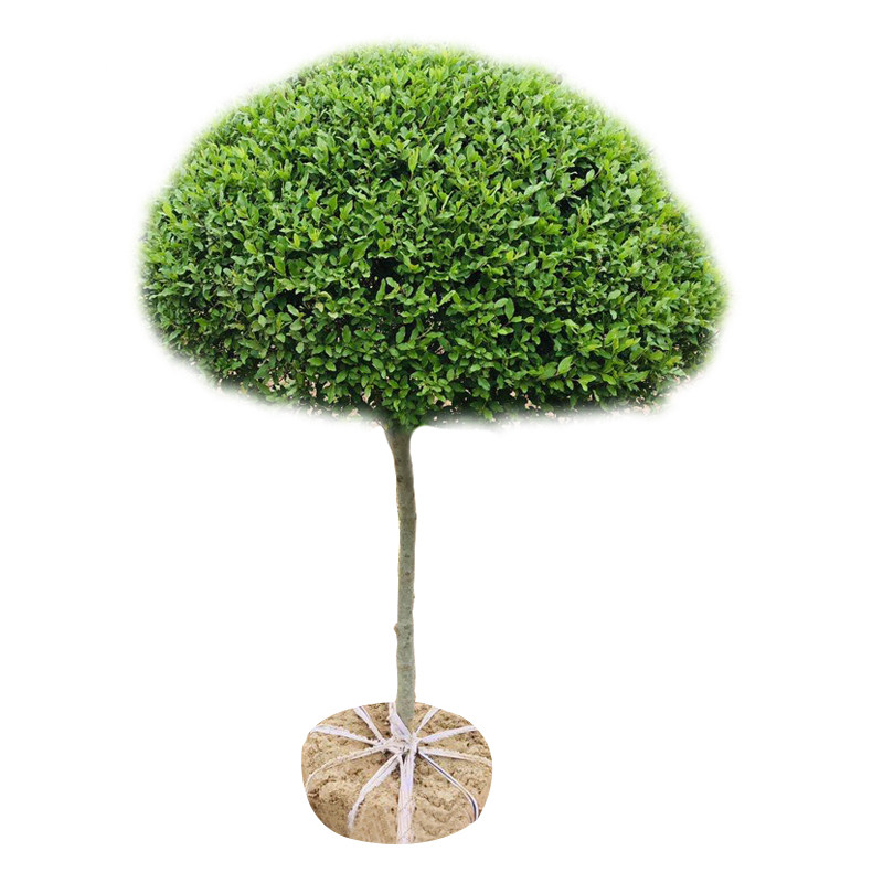 小叶女贞造型树大型室外盆景桩球形园林景观绿化植物庭院别墅造景,鲜花速递/花卉仿真/绿植园艺,绣球/木绣球/木本植物,淘宝优惠券,粉丝福利购,淘宝优惠卷