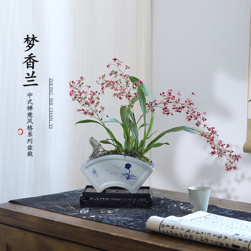 梦香兰文心兰盆栽兰花建兰室内客厅桌面好养花卉绿植物跳舞兰盆景,鲜花速递/花卉仿真/绿植园艺,国兰/杂交兰/洋兰类,淘宝优惠券,粉丝福利购,淘宝优惠卷