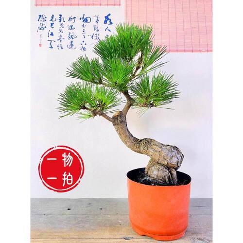 松树盆景黑松老桩山松庭院茶几窗台阳台办公茶台趣味植物绿植盆栽