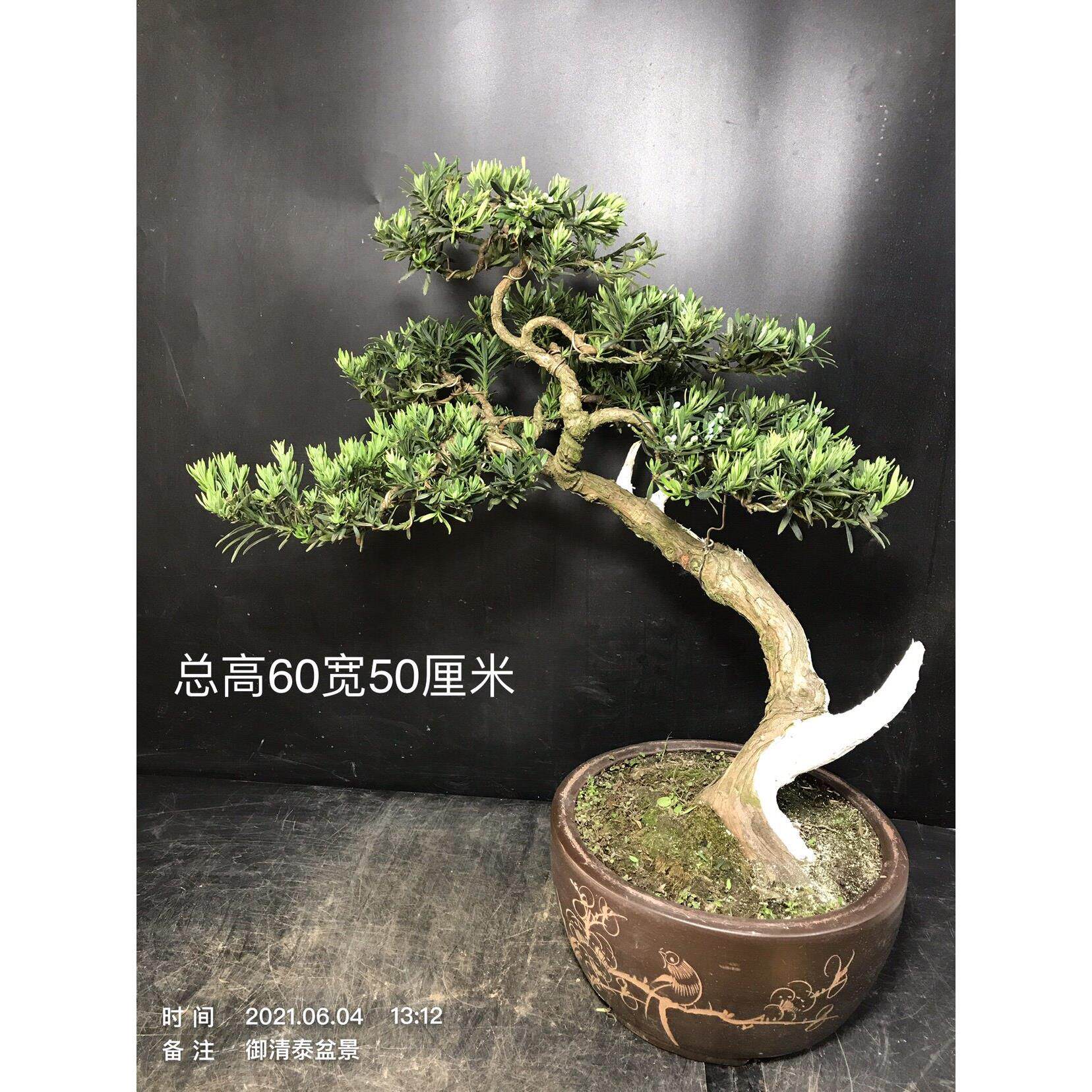 一图一拍精品雀舌小叶罗汉松阳台庭院客厅盆栽老桩迎客松四季常青