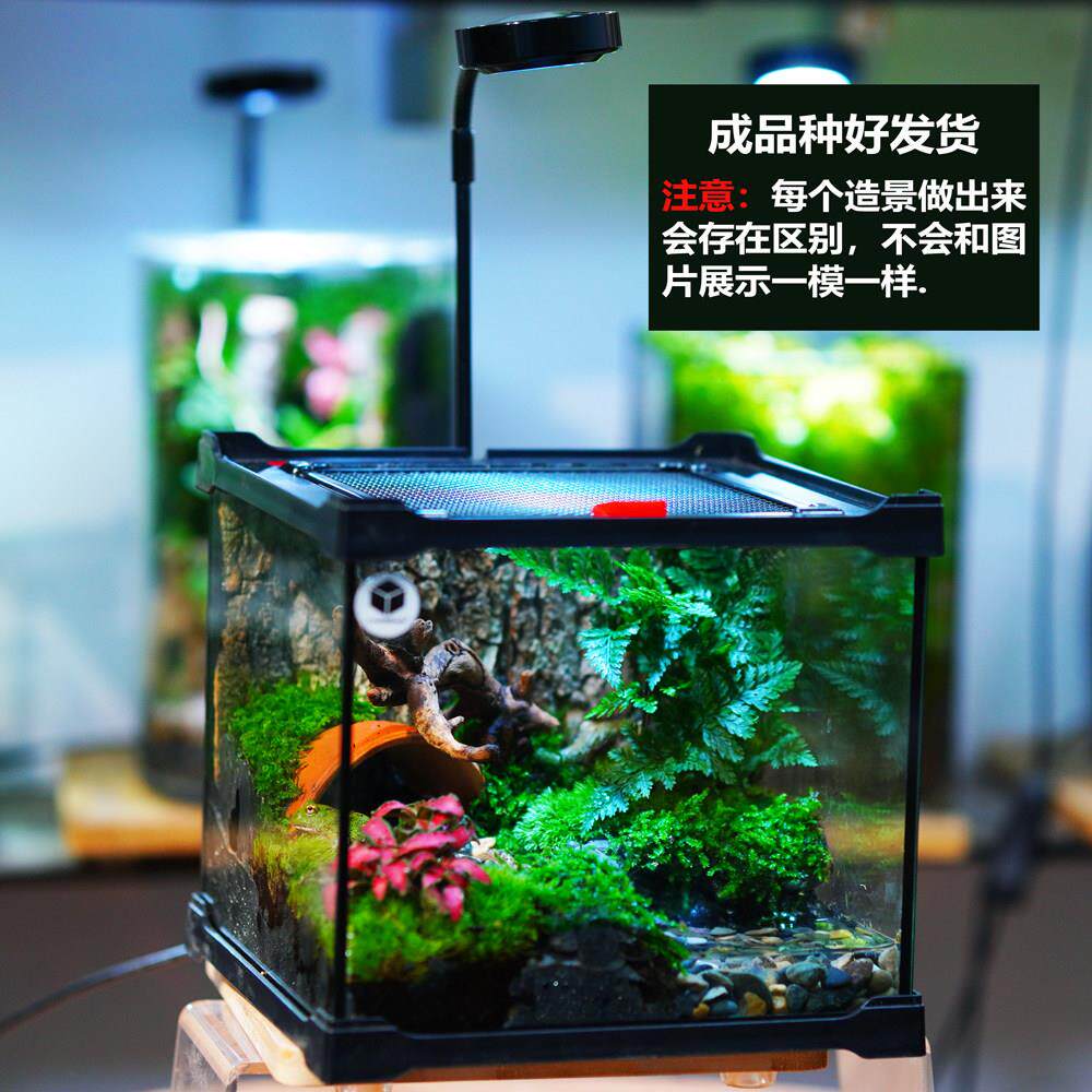宠物角蛙树蛙生态造景缸创意桌面苔藓微景植物瓶绿植盆栽玻璃盆景