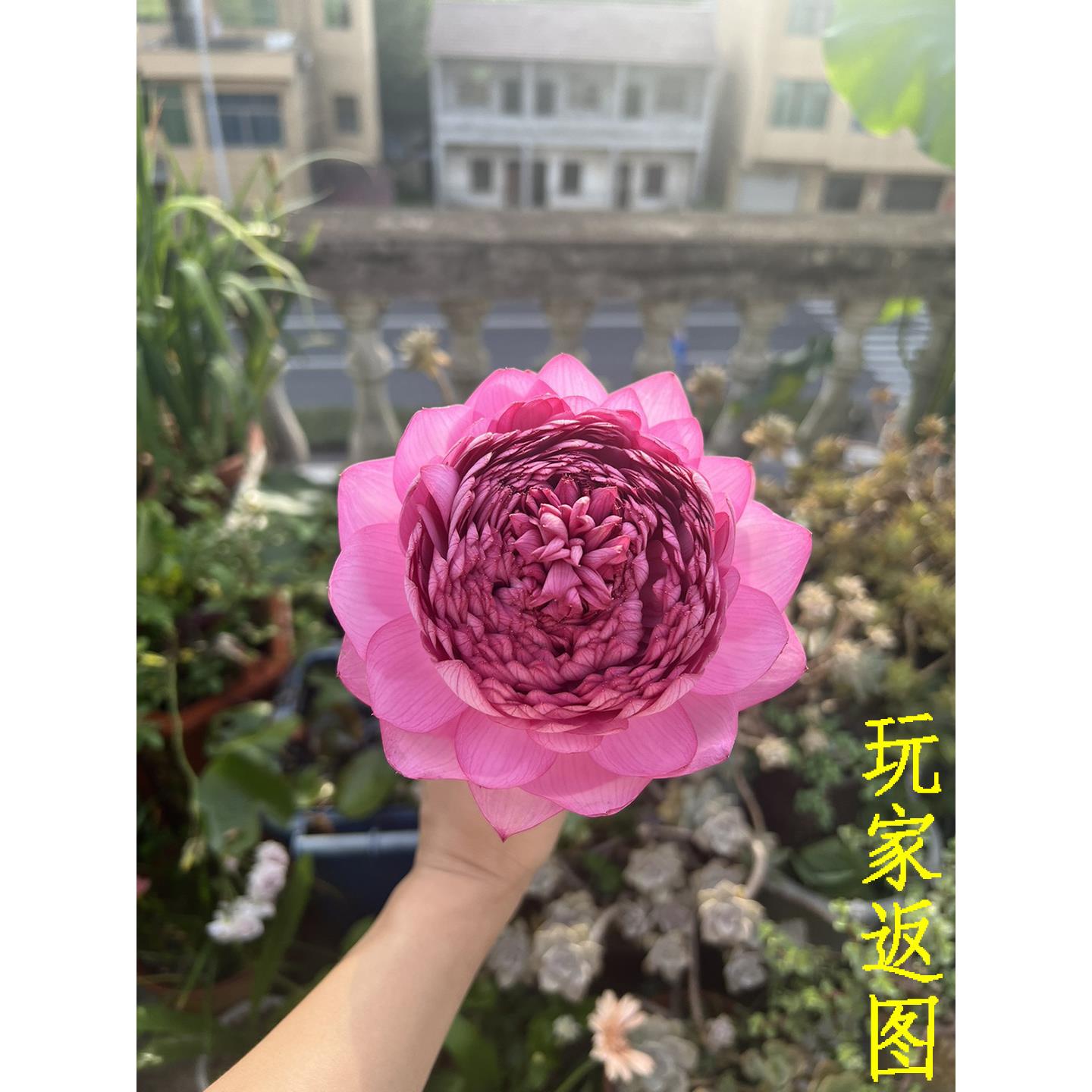 【至尊千瓣】碗莲乌托邦大型水生阳台庭院盆栽观赏切花荷花种藕苗
