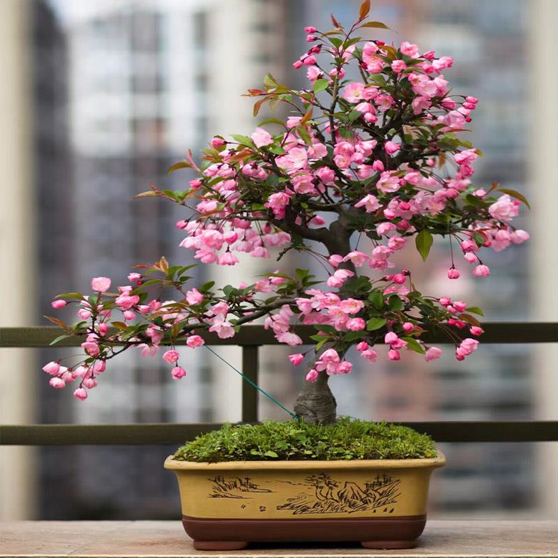 垂丝海棠盆栽室内外庭院好养植物老桩海棠花盆景耐寒花卉四季开花