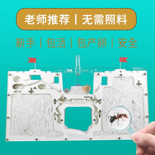蚂蚁生态箱城堡超大型蚂蚁送蚁后学生观察繁殖版双工坊蚁巢宠物窝
