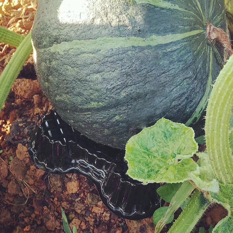 种植基地专用西瓜托加厚塑料哈密瓜垫农用黑色透明瓜托防腐烂托盘,包装,塑料托盘,淘宝优惠券,粉丝福利购,淘宝优惠卷