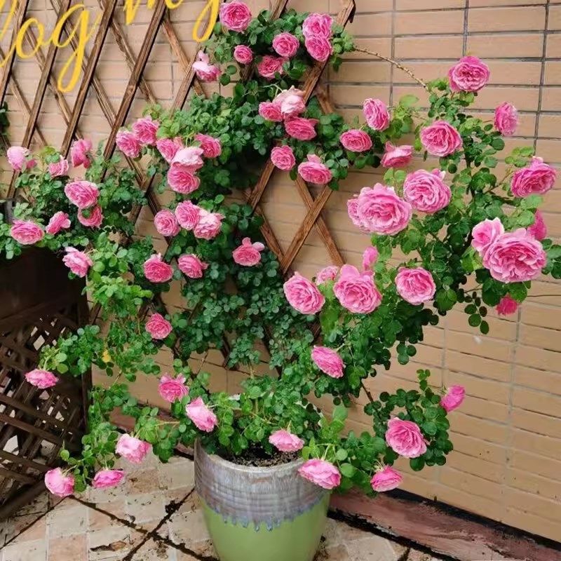 粉色达芬奇藤本月季爬藤大苗粉色蔷薇庭院阳台四季玫瑰开浓香粉达,鲜花速递/花卉仿真/绿植园艺,月季/蔷薇/玫瑰,淘宝优惠券,粉丝福利购,淘宝优惠卷