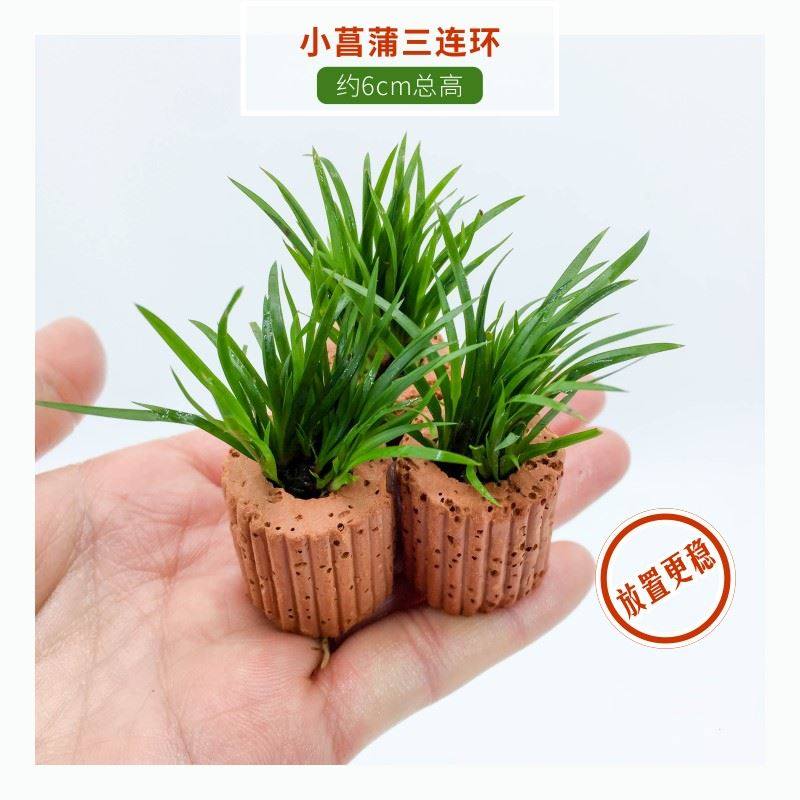 定植小水草懒人金鱼草热带鱼缸造景装饰花草新手入门水景套餐绿菊,宠物/宠物食品及用品,桌面缸,淘宝优惠券,粉丝福利购,淘宝优惠卷