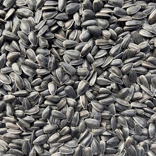 鸽子吃生黑珍珠小瓜子油葵籽 鹦鹉鸟食仓鼠零食鸟粮鸽粮5斤包邮