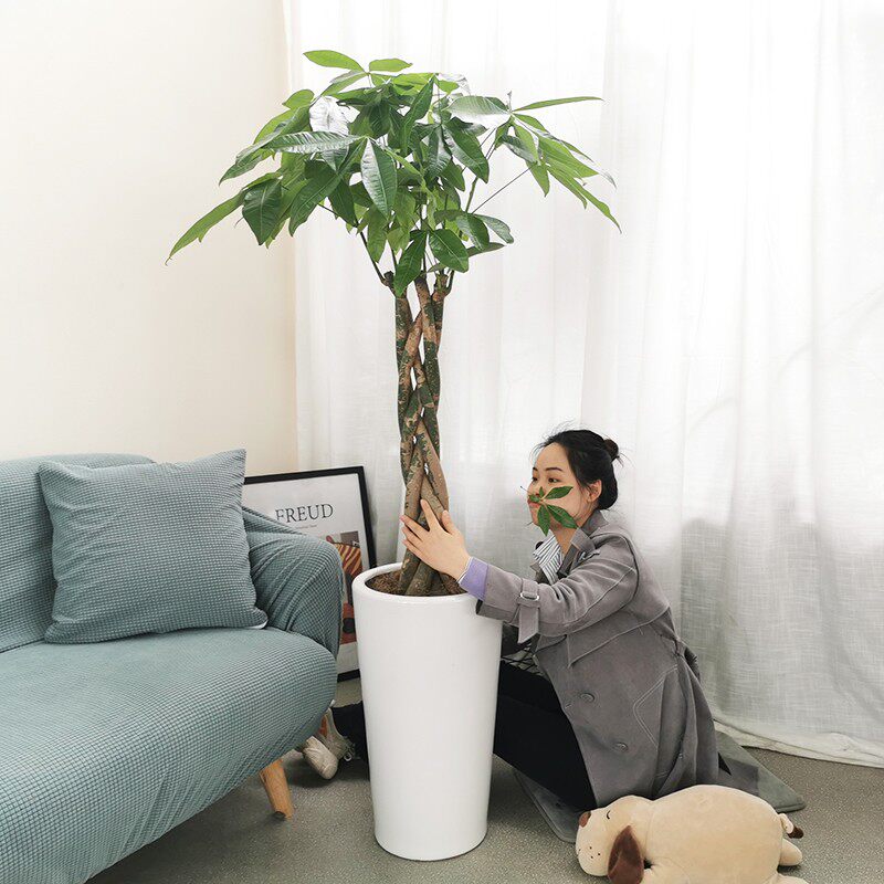 发财树客厅盆栽大绿植盆栽室内大型植物辫子招财树办公室开业礼物