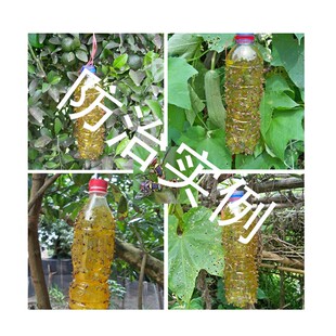 瓜果实蝇针蜂锋诱粘剂贴诱捕器桔小柑橘大实苍蝇黏喷剂诱蝇球农用