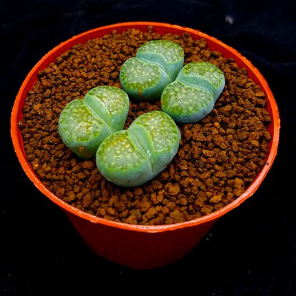 多肉植物生石花绿福来绿李屁股花PP花屁屁花萌肉肉