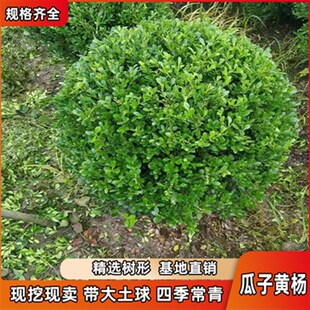 小叶黄杨苗瓜子园林绿化树苗南方北方种植黄杨庭院地栽盆栽黄杨球