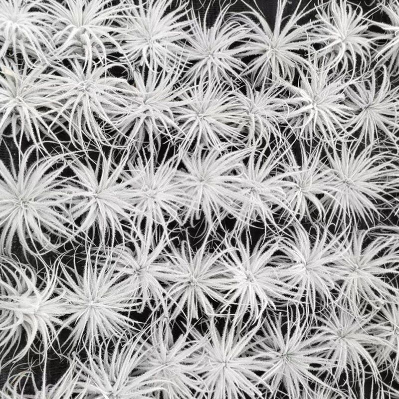 空气凤梨植物 白色 鸡毛掸子 绿植盆栽花草