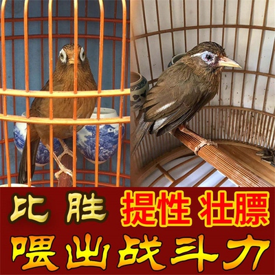比胜手工画眉饲料营养壮膘唱鸟料斗鸟料提性促火鸟食
