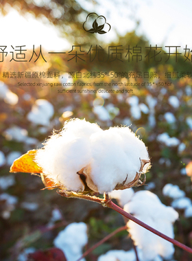 3条AB内裤女士纯棉中高腰素色三角裤中老年宽松大码抗菌短裤L640