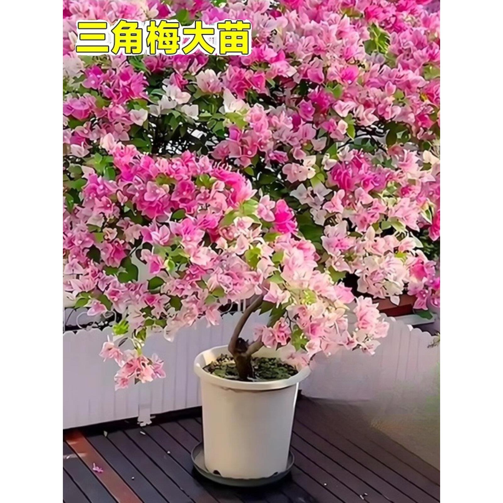 三角梅盆栽带花三角梅花树苗老桩精品多季开花带花苞发货阳台爬藤图片