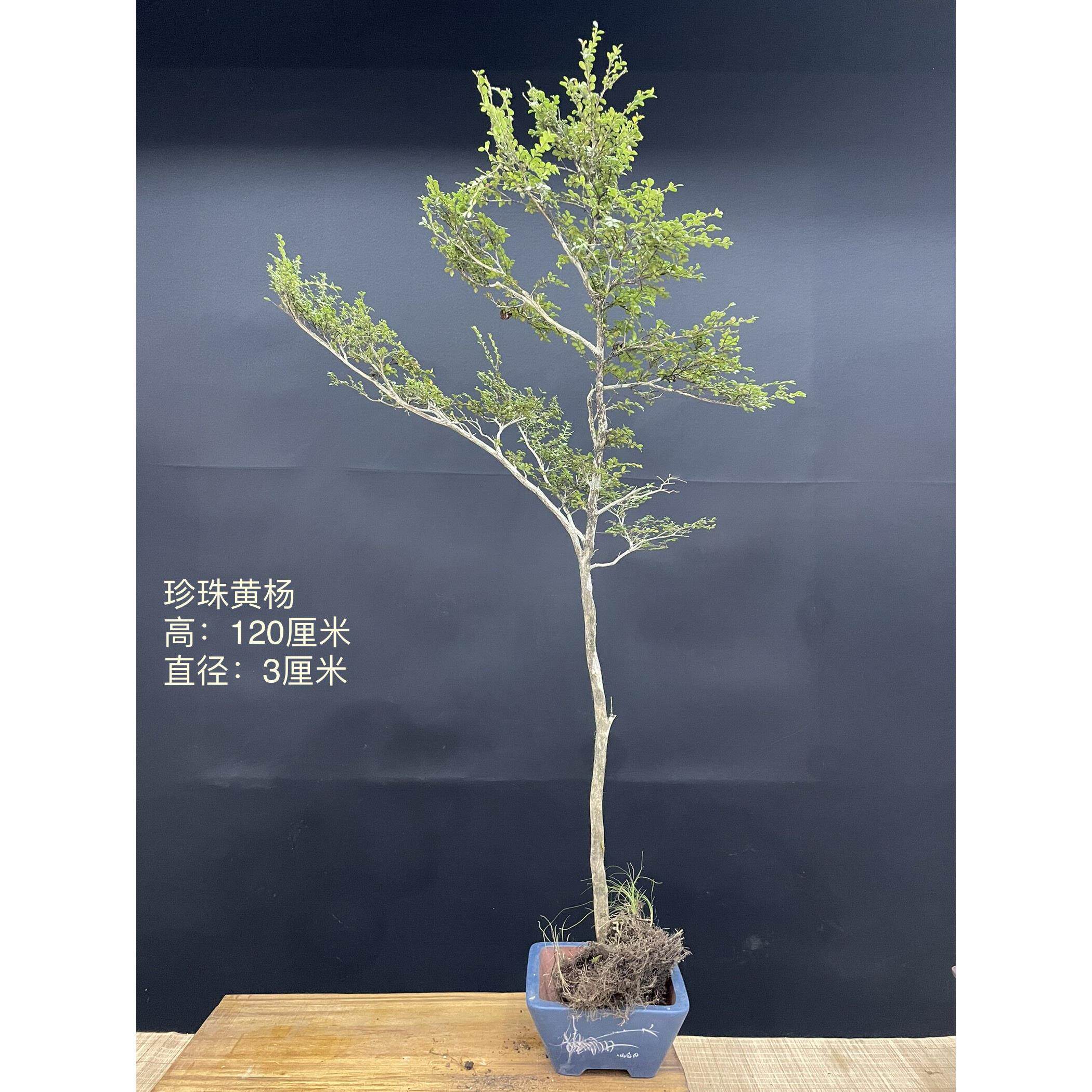 湖北恩施珍珠黄杨树桩/珍珠黄杨盆景桩 正宗湖北产地 黄杨盆景/03