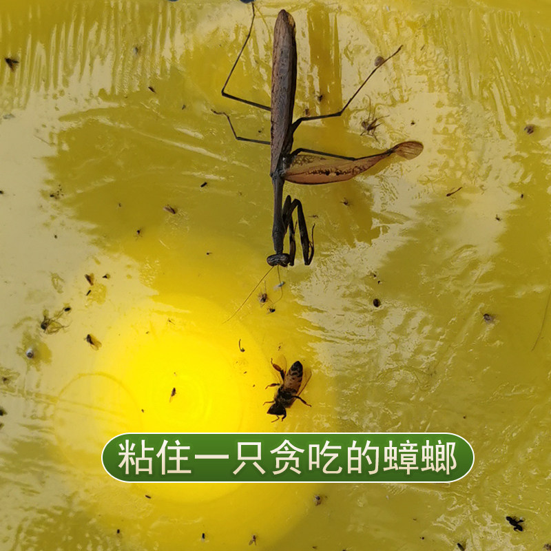 灯下小飞虫灭杀神器粘捕式灭虫灯飞蛾贴蛾蠓室内苍蝇蚊子诱捕捉器