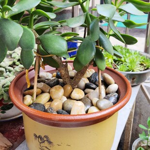 鹅卵石雨花石原石鱼缸造景天然小石头花盆盆栽装饰庭院装饰五彩石