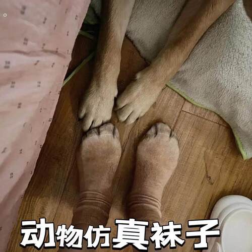 动物仿真袜子抖音同款春秋中筒袜猫狗鸡爪袜情侣亲子搞怪撸猫神器