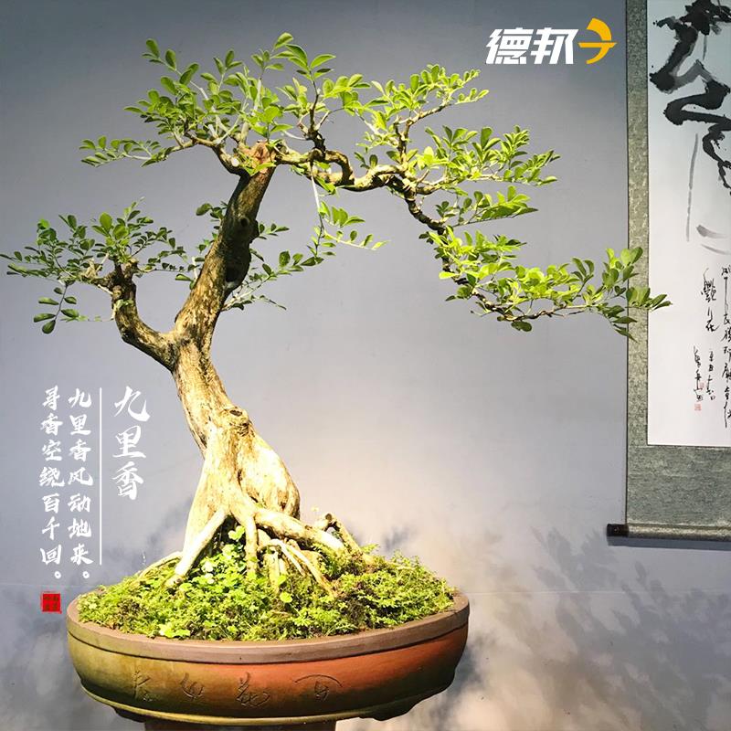 九里香盆栽植物室内阳台办公室造型桌面盆景绿植花卉七里香好养