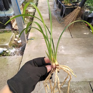 墨宝两新苗浙江兰农翠花家自然养殖四季兰,建兰名品红花带兰花土