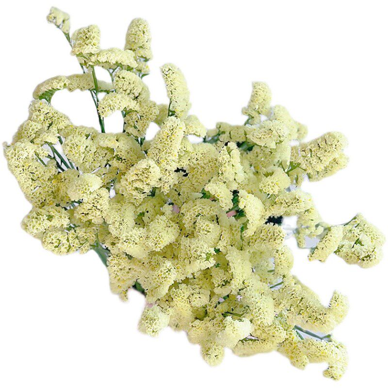 奶油黄色AA级勿忘我鲜花云南直发插花水养可做干花花期长送长辈顺