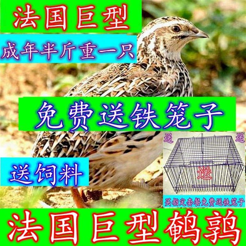 包邮法国巨型活苗下蛋鸟青年鹌鹑鸟种鸡繁殖宠物鸟活鸟阳台养殖鸡