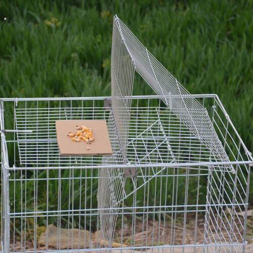 捕鸽神器鸟笼鸽笼养殖厂自动天落笼旋转笼翻板笼镀锌