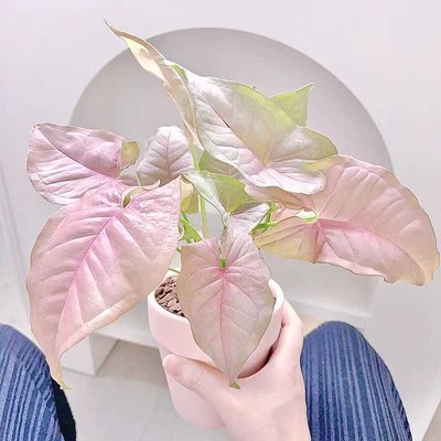 【粉红佳人】室内耐阴花卉盆栽客厅水培幻想曲网红净化空气绿植