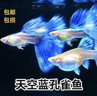 赛级精品天空蓝孔雀鱼临产大肚母鱼胎生凤尾热带观赏鱼活体宠物鱼