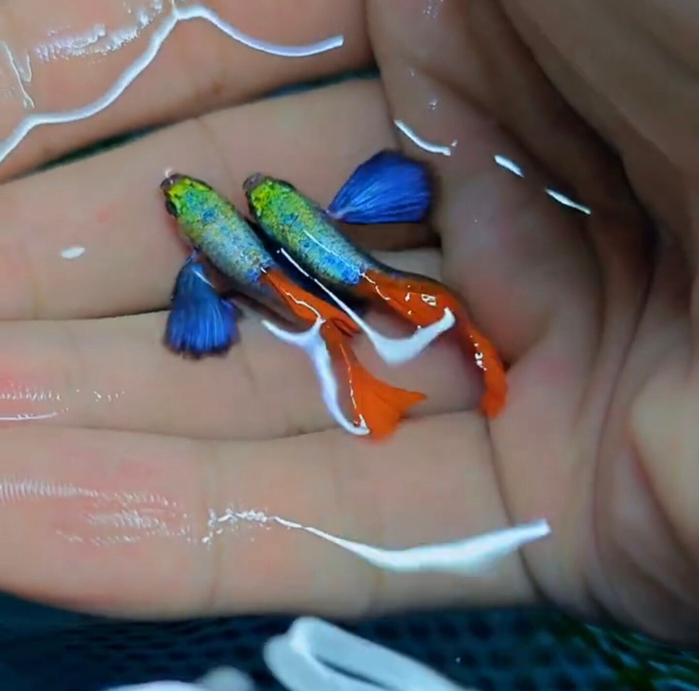 【19.9包邮2对】白金象耳孔雀鱼鎏金花蝴蝶小型鱼热带鱼观赏鱼