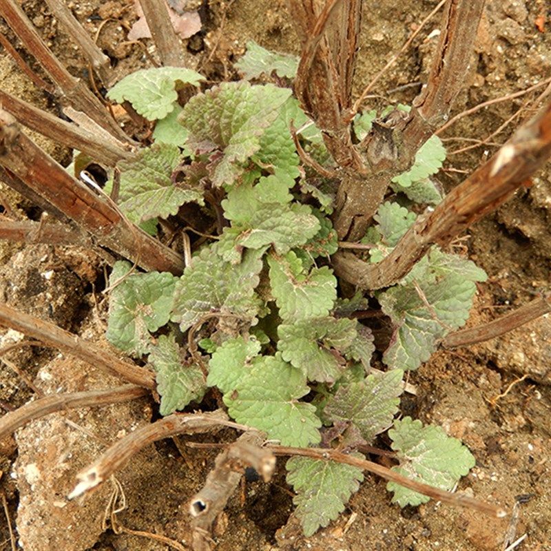 河南五香叶苗包邮拌捞面条藿香叶苗炖鱼鱼香叶苗四川蘸豆花配料,鲜花速递/花卉仿真/绿植园艺,绿植,淘宝优惠券,粉丝福利购,淘宝优惠卷